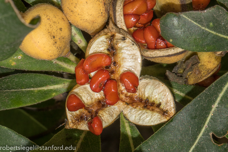 pittosporum